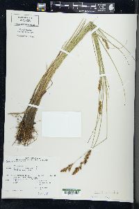 Carex diandra image