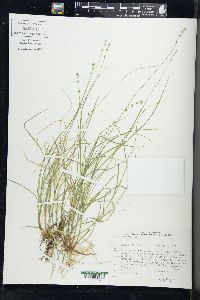 Carex disperma image