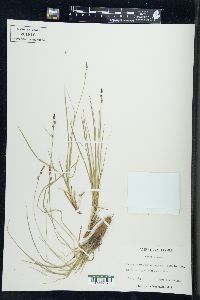 Carex lucorum image