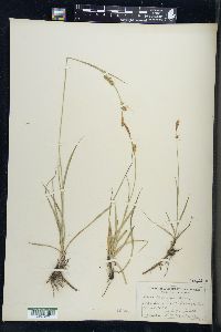 Carex meadii image