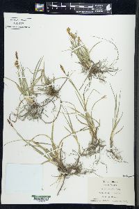 Carex meadii image