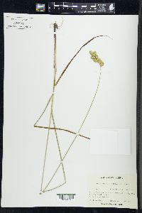 Carex merritt-fernaldii image