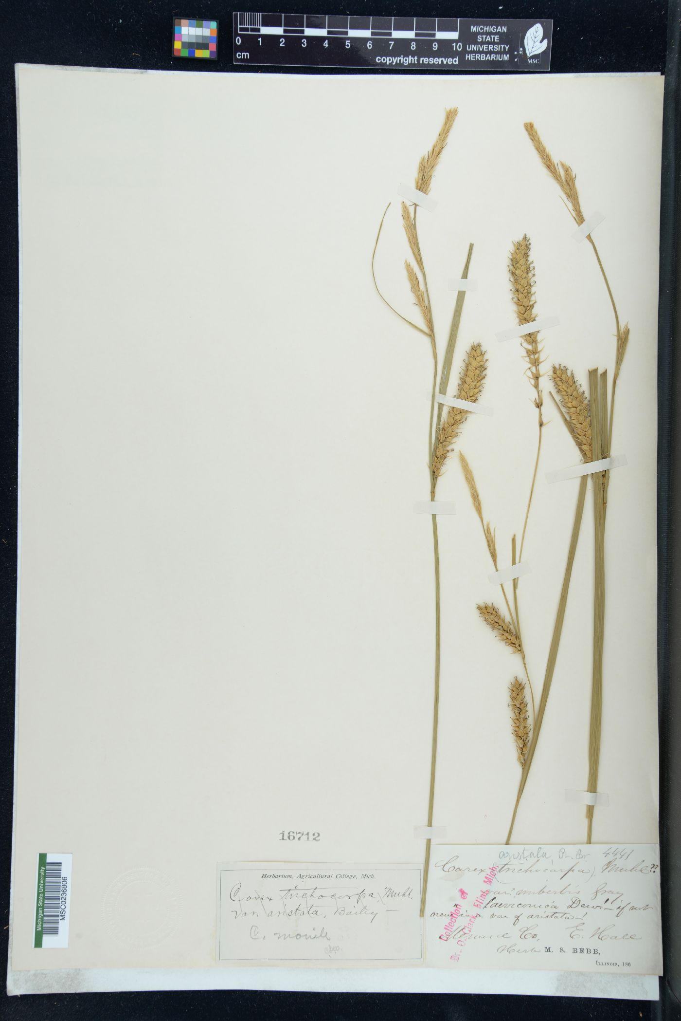 Carex monile image