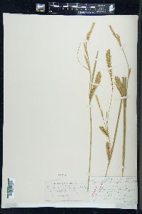 Carex monile image