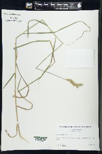 Carex muskingumensis image