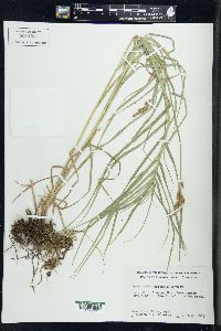 Carex muskingumensis image