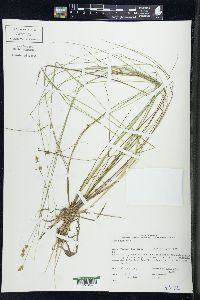 Carex muricata image