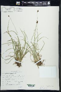 Carex norvegica image