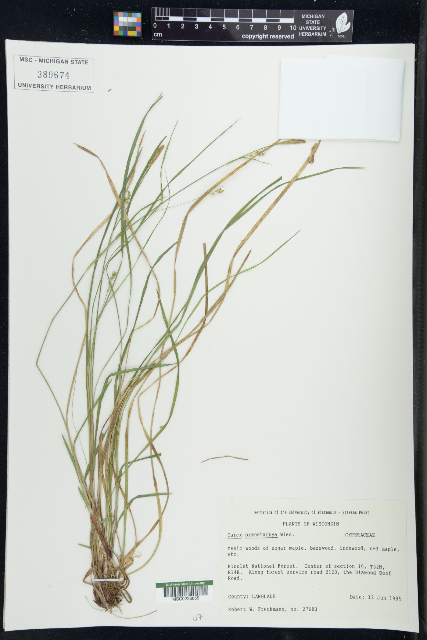 Carex oederi image