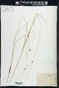 Carex oligosperma image