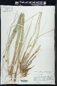 Carex oligosperma image