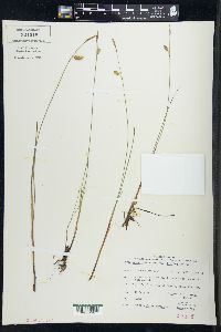 Carex magellanica image