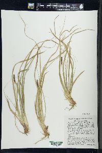 Carex picta image