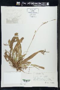 Carex plantaginea image