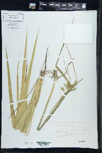 Carex pseudocyperus image