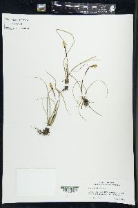 Carex richardsonii image