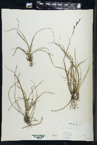 Carex richardsonii image