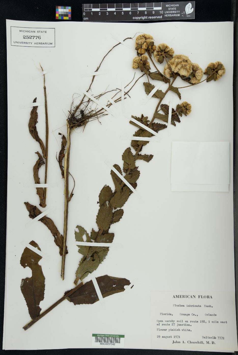 Pluchea imbricata image