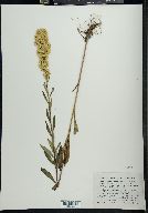 Solidago uniligulata image