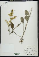 Solidago verna image