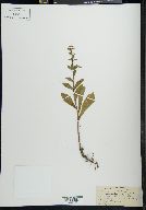 Solidago virgauera image