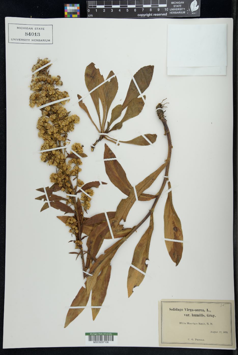 Solidago virgauera image