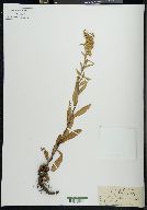 Solidago virgauera image