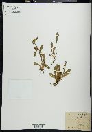 Solidago virgauera image