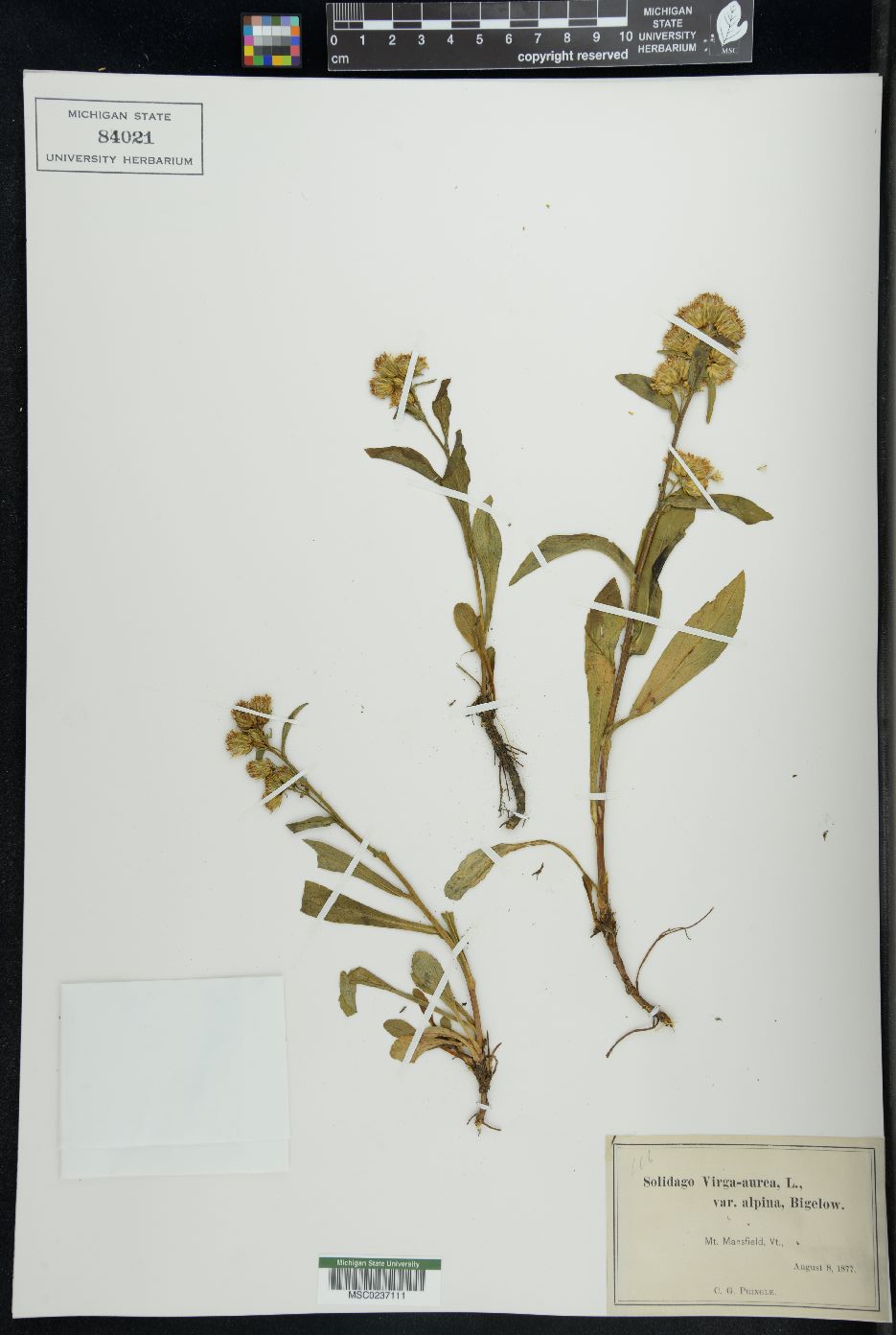 Solidago virgauera image