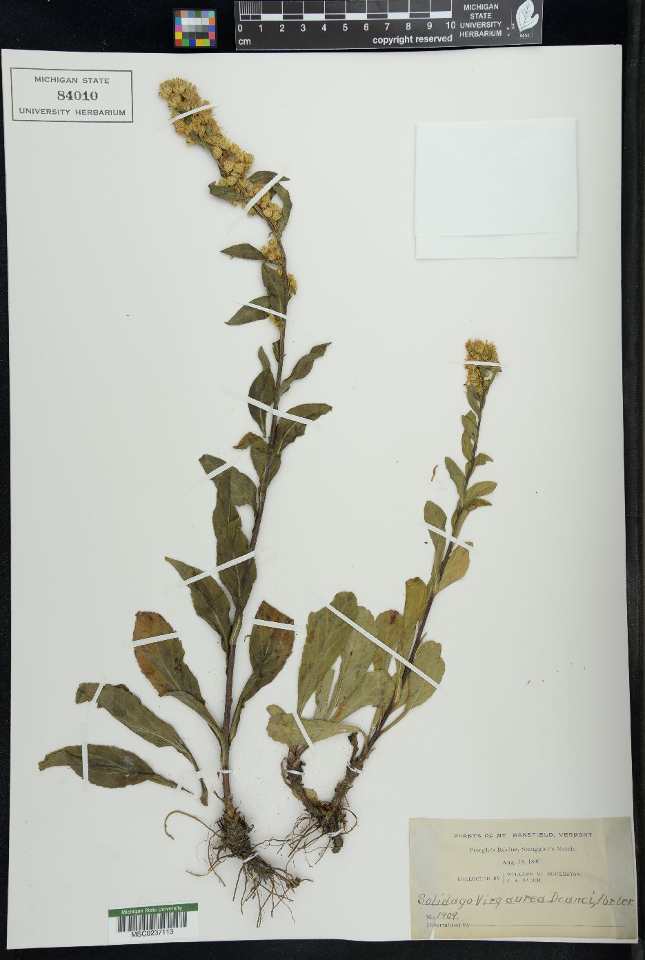 Solidago virgauera image