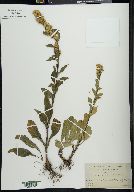 Solidago virgauera image