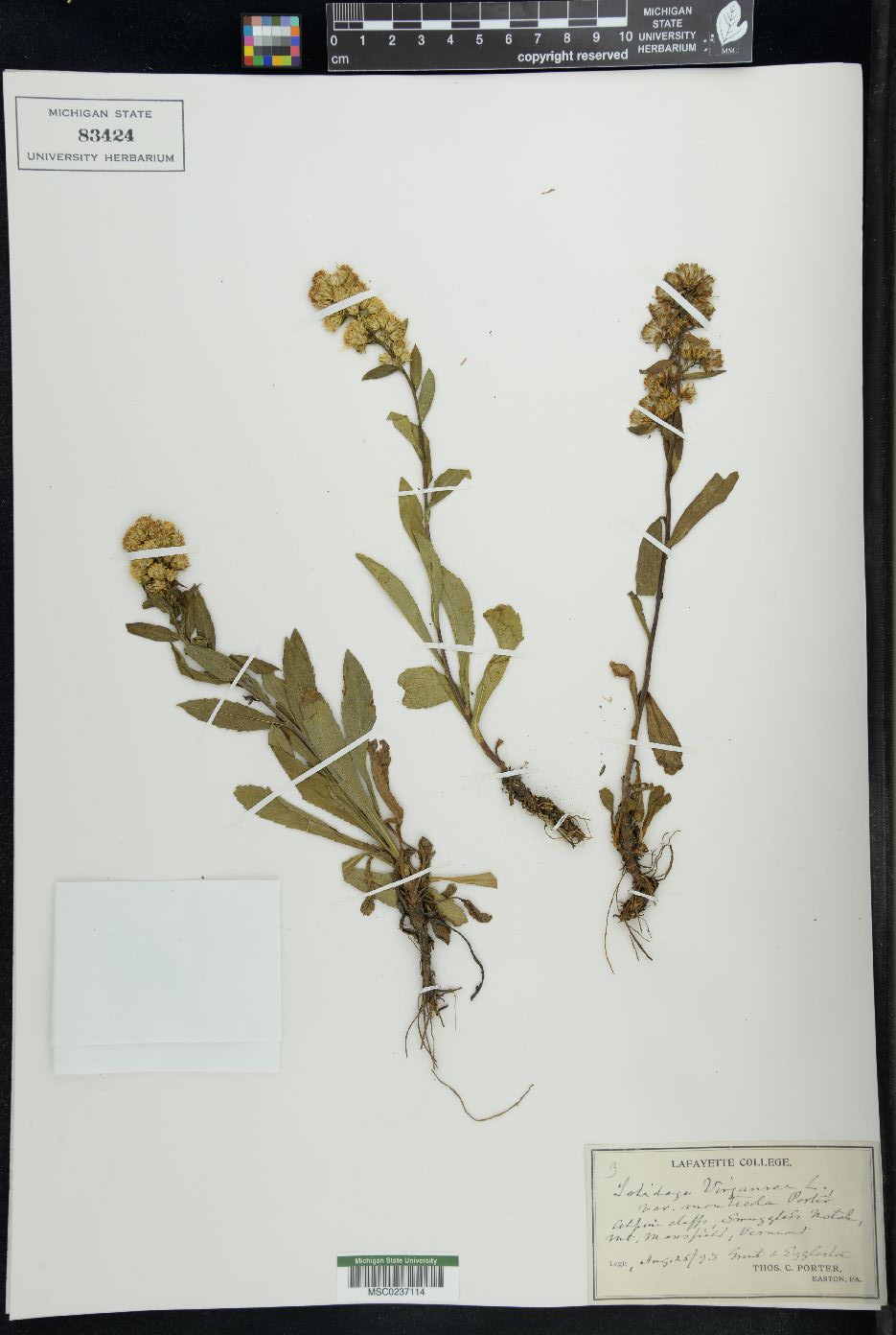 Solidago virgauera image