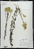 Solidago tortifolia image