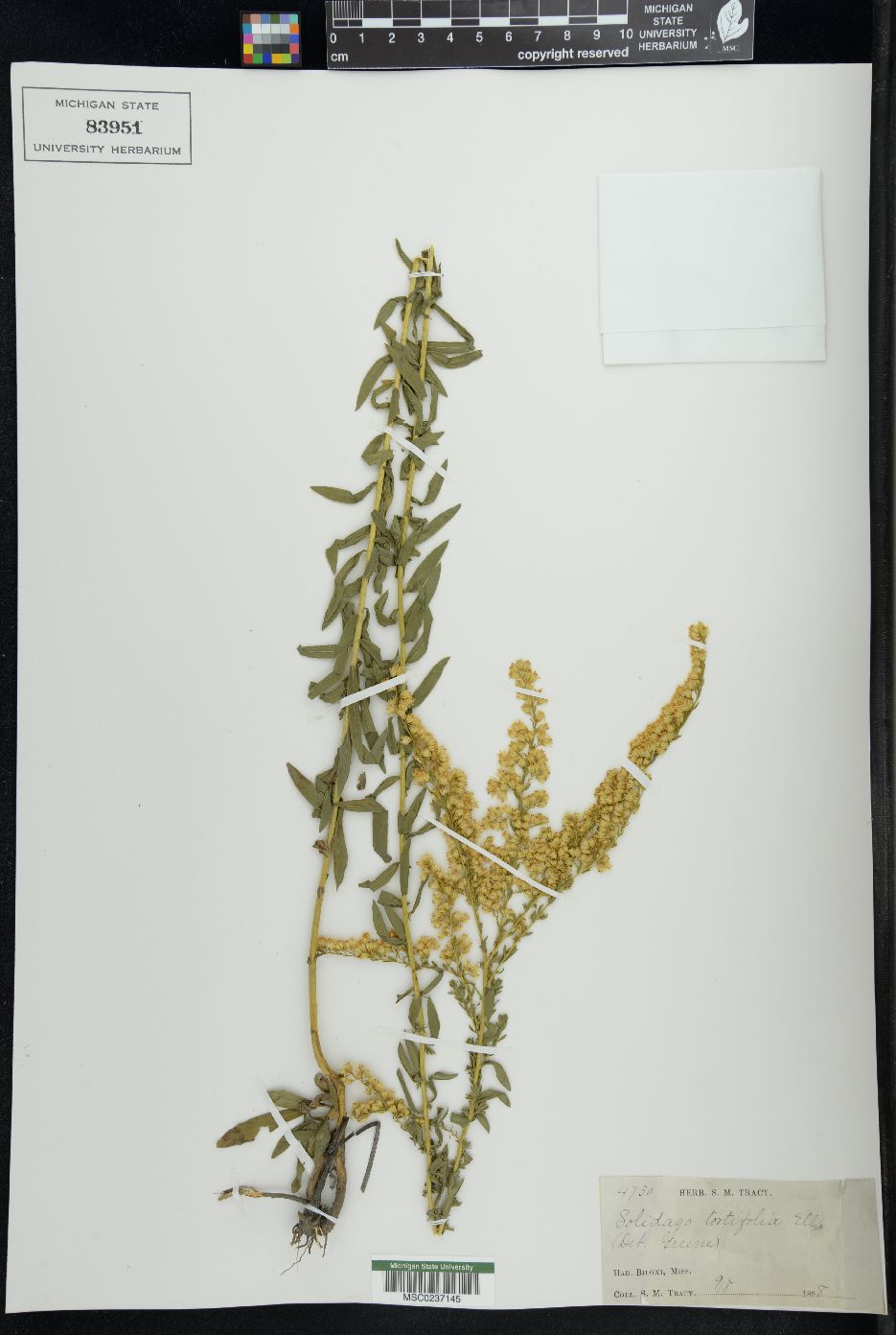 Solidago tortifolia image