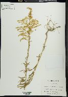 Solidago tortifolia image