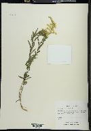 Solidago tortifolia image