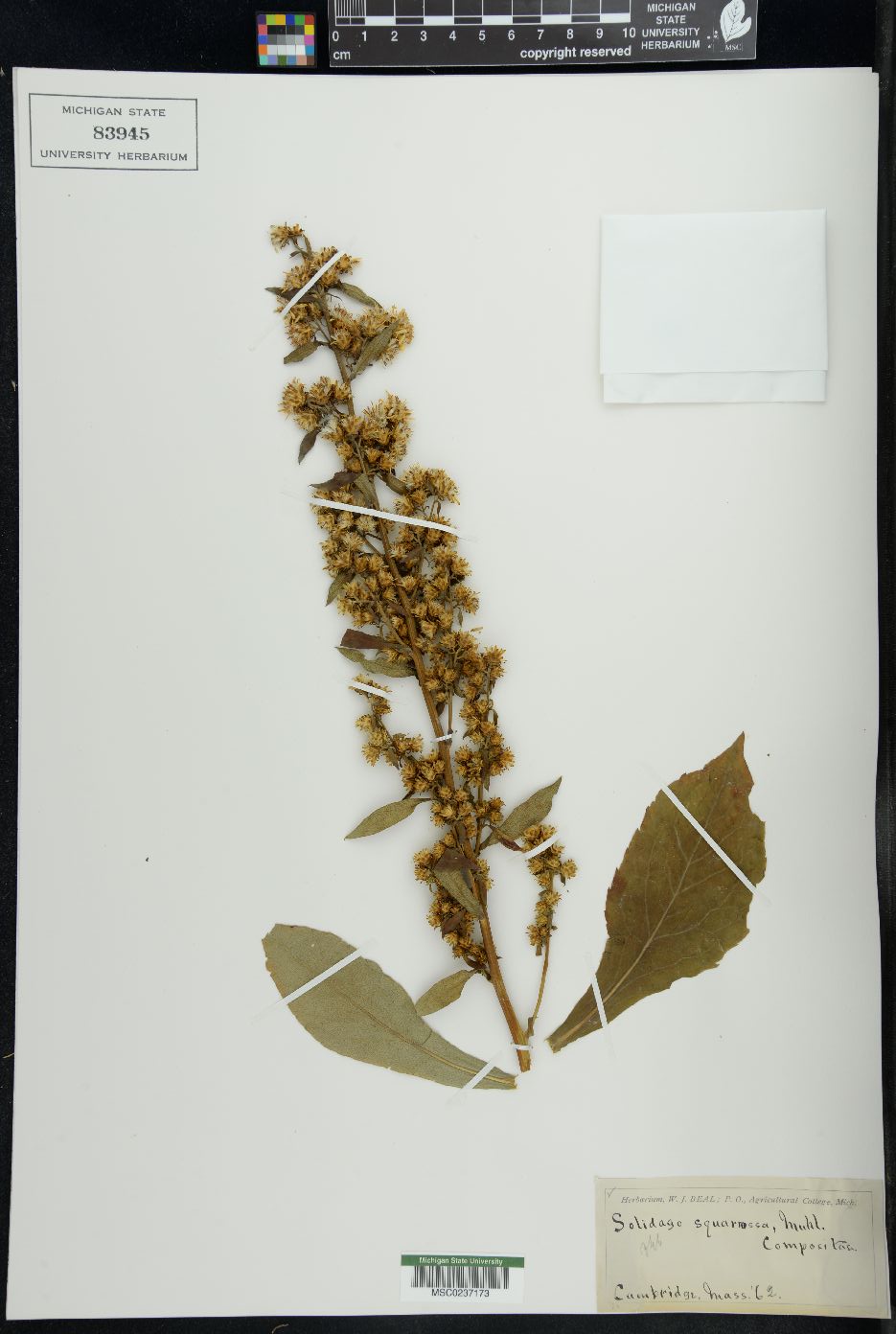 Solidago squarrosa image