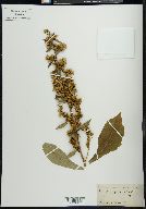 Solidago squarrosa image