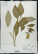 Solidago squarrosa image