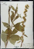 Solidago squarrosa image