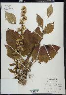 Solidago squarrosa image