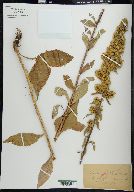 Solidago squarrosa image