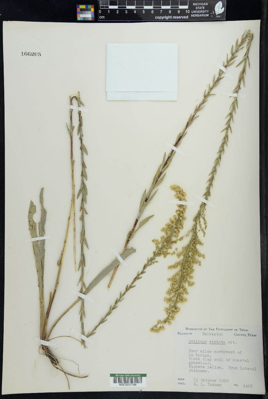 Solidago stricta image