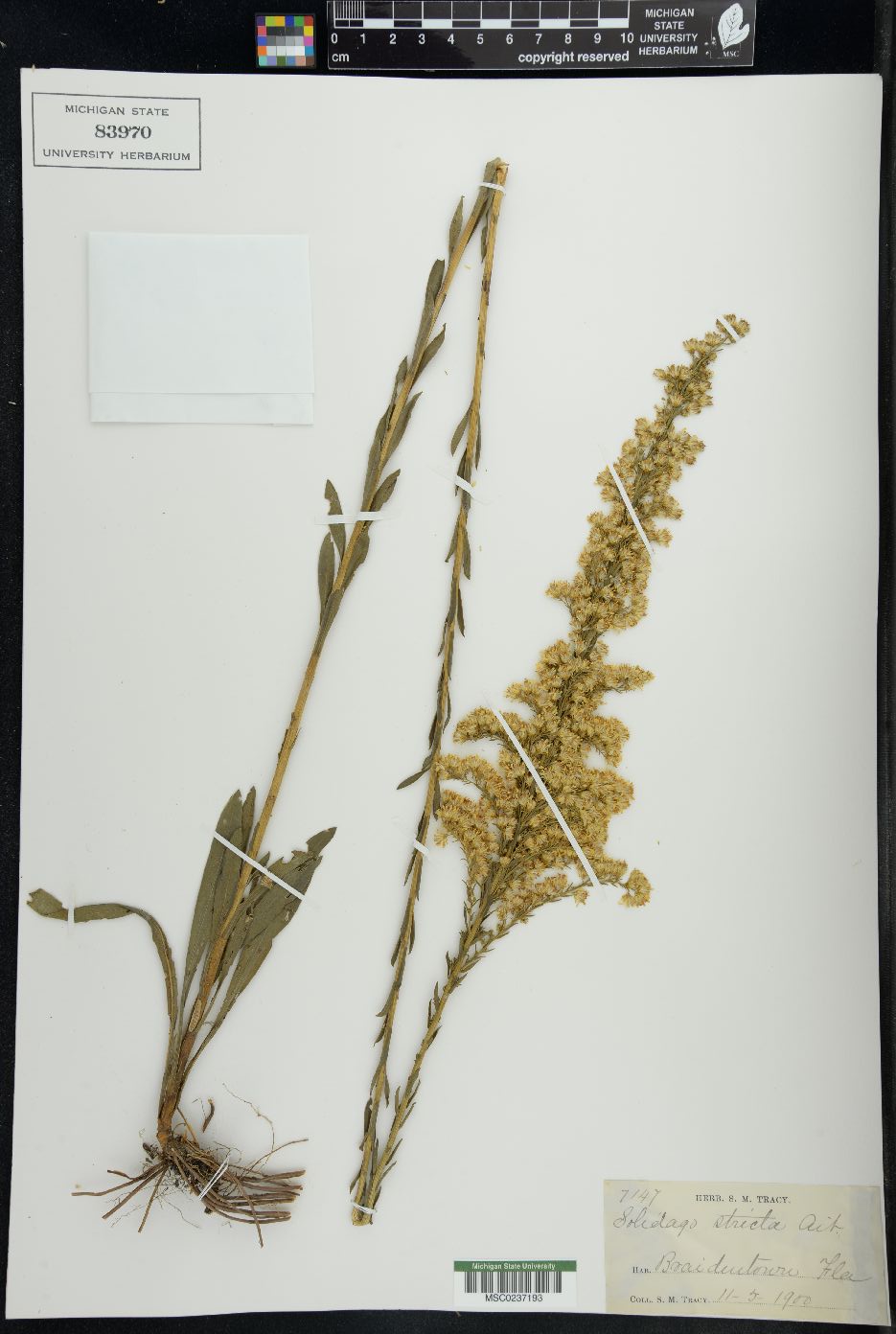 Solidago stricta image