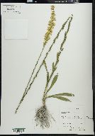 Solidago stricta image