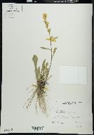 Solidago spathulata image