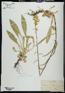 Solidago spectabilis image