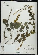 Solidago sphacelata image