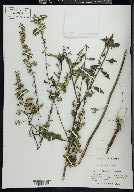 Solidago sphacelata image