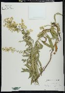 Solidago speciosa image